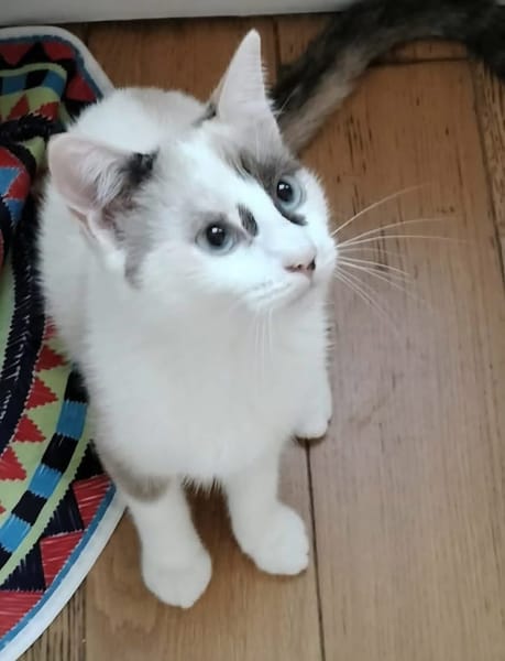 CADANSE À ADOPTER AVEC UN CHAT DÉJÀ PRÉSENT CHEZ VOUS