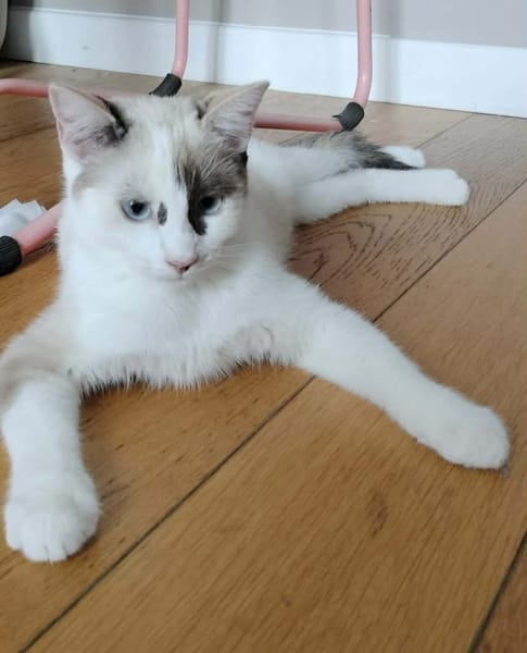 CADANSE À ADOPTER AVEC UN CHAT DÉJÀ PRÉSENT CHEZ VOUS