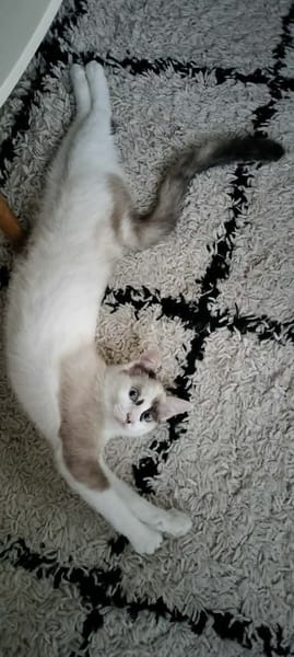 CADANSE À ADOPTER AVEC UN CHAT DÉJÀ PRÉSENT CHEZ VOUS