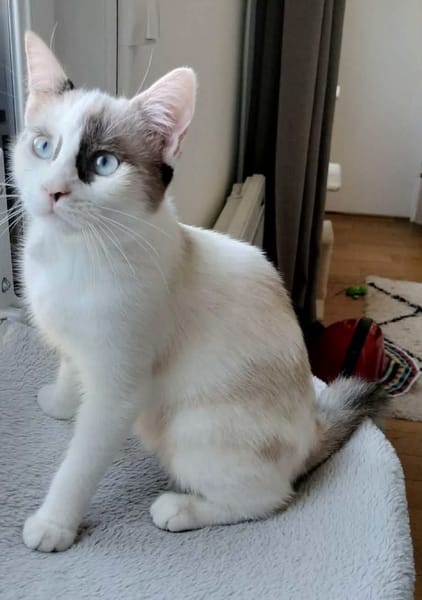 CADANSE À ADOPTER AVEC UN CHAT DÉJÀ PRÉSENT CHEZ VOUS