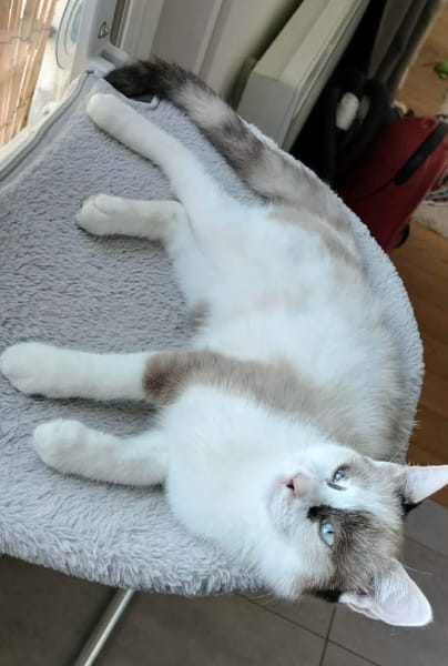 CADANSE À ADOPTER AVEC UN CHAT DÉJÀ PRÉSENT CHEZ VOUS