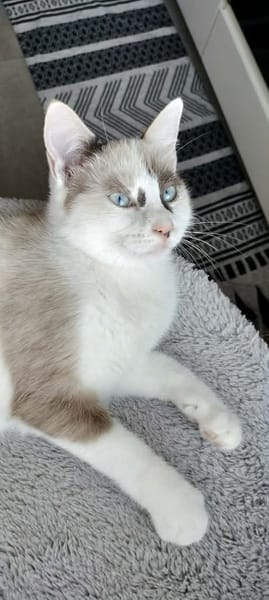 CADANSE À ADOPTER AVEC UN CHAT DÉJÀ PRÉSENT CHEZ VOUS