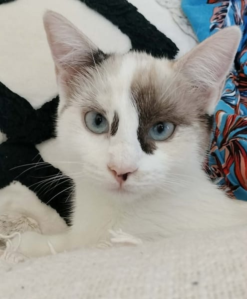 CADANSE À ADOPTER AVEC UN CHAT DÉJÀ PRÉSENT CHEZ VOUS