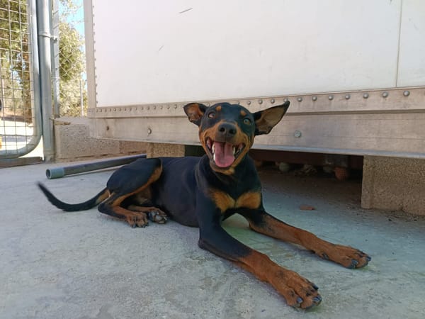 GINO (Union Animal)