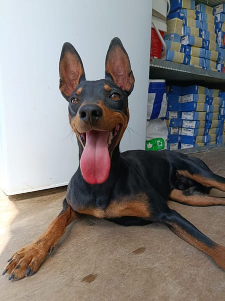 GINO (Union Animal)