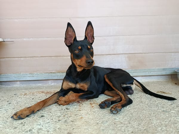GINO (Union Animal)