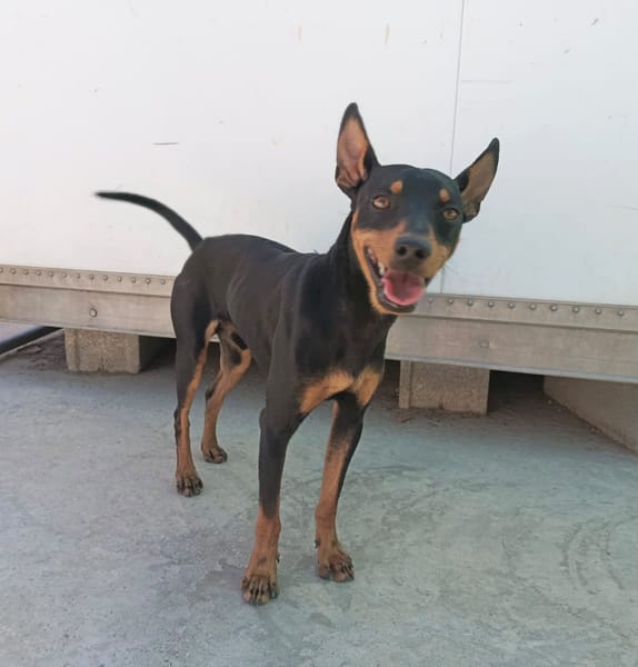 GINO (Union Animal)