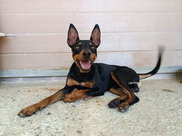 GINO (Union Animal)