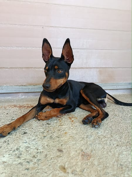 GINO (Union Animal)