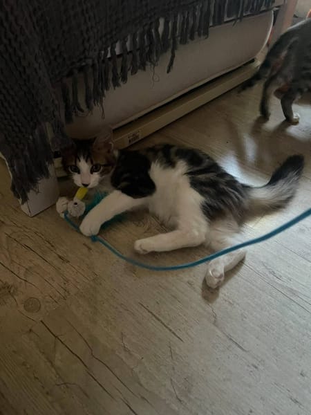 BLINI et BOND