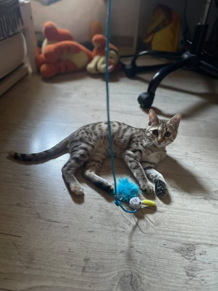 BLINI et BOND
