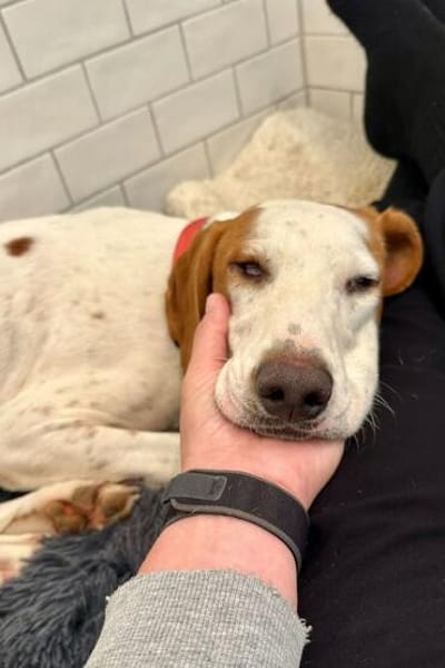 Bracken-Bub  Tilly  wartet bereits in 01640 Coswig