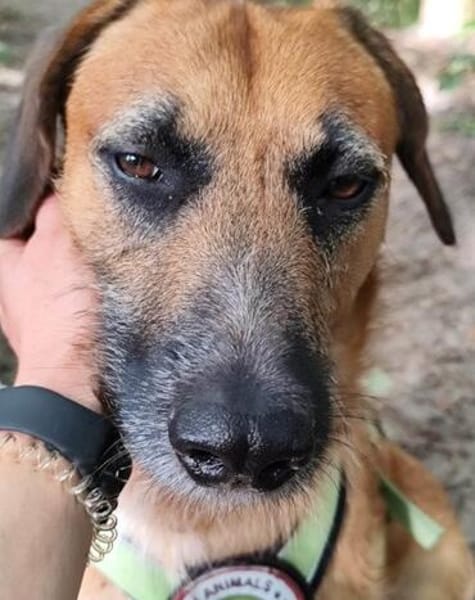 Toller Rüde ♥ Taro ♥ wartet bereits in 24885 Sieverstedt