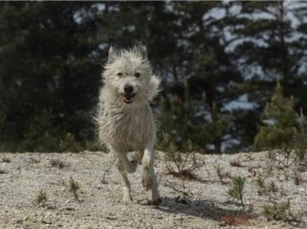 BARNEY sucht SEIN Zuhause!