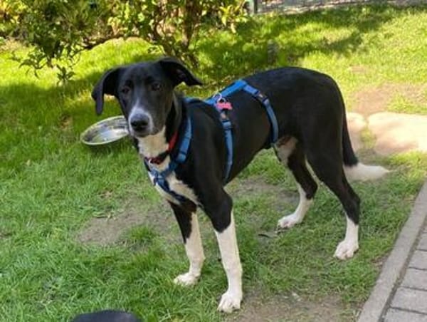 ARNO-zuckersüßer, verspielter Junior 48cm