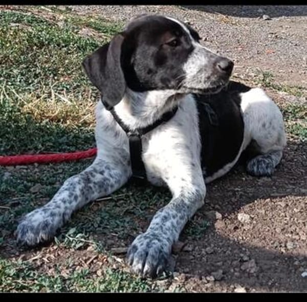 Münsterländer Mix Mädchen Zoe