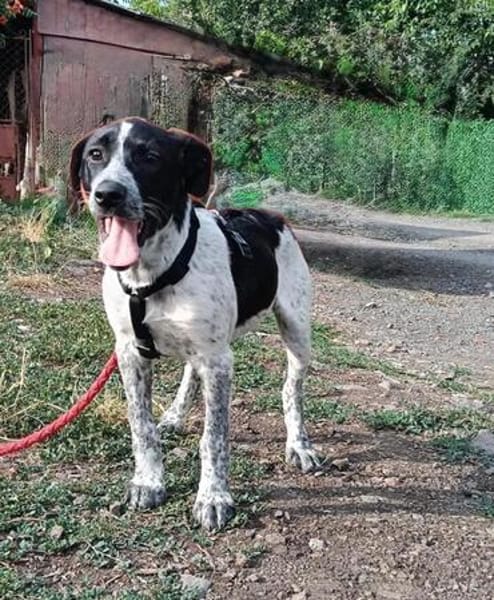 Münsterländer Mix Mädchen Zoe
