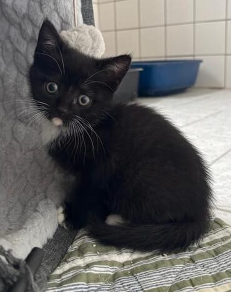 Lilie, Lina, Lenny und Luigi