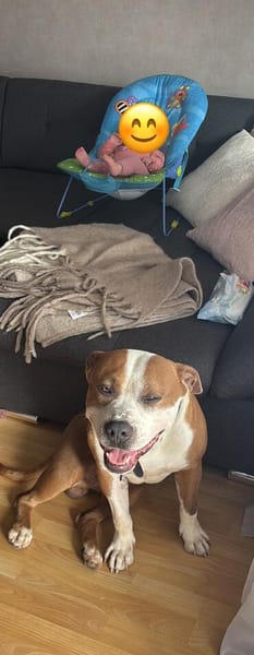 Pablo liebt die Menschen und möchte ein Zuhause