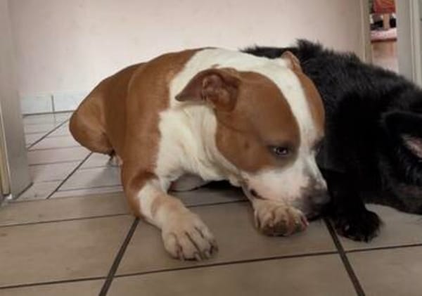 Pablo liebt die Menschen und möchte ein Zuhause