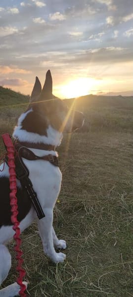 Odin