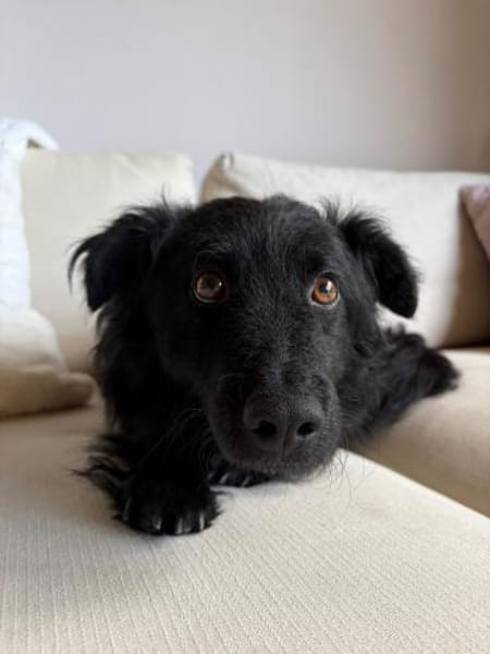 Koksi sucht seine Menschen🐾