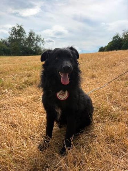Koksi sucht seine Menschen🐾