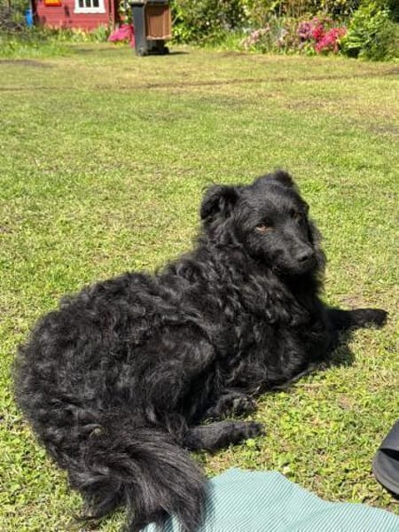 Koksi sucht seine Menschen🐾