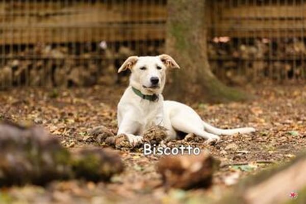 BISCOTTO