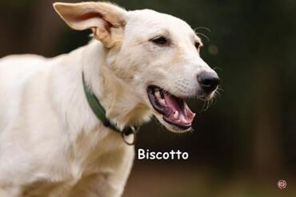 BISCOTTO