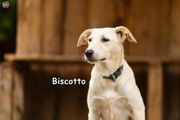 BISCOTTO