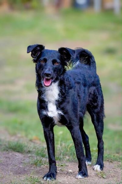 🐾Unsere liebe Änni sucht ihr Zuhause 🐾