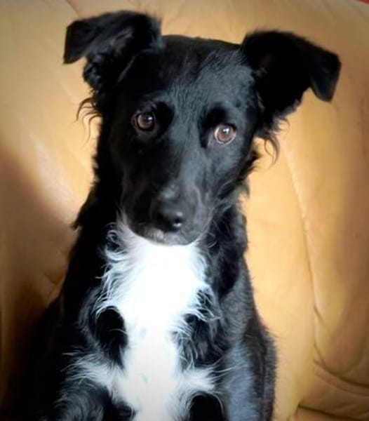 🐾Unsere liebe Änni sucht ihr Zuhause 🐾