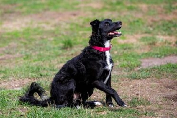 🐾Unsere liebe Änni sucht ihr Zuhause 🐾