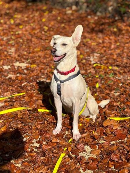 Bibi wartet auf ein 4ever home in 89155 Erbach