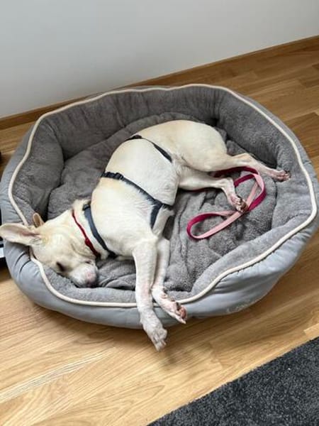 Bibi wartet auf ein 4ever home in 89155 Erbach
