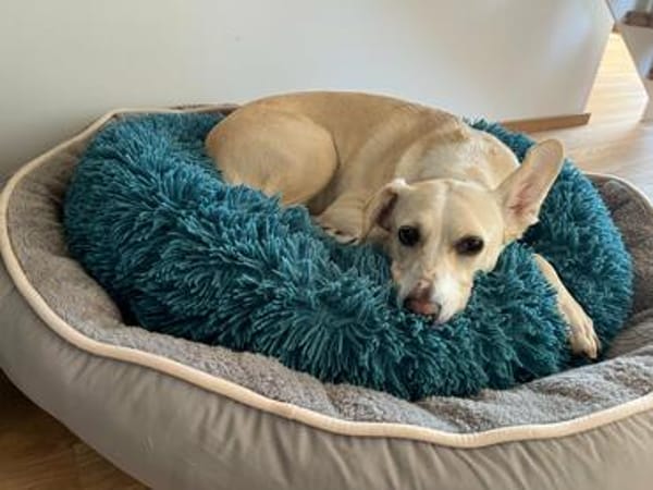 Bibi wartet auf ein 4ever home in 89155 Erbach