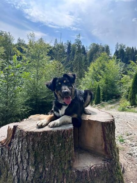 Nala - mit viel Lebensfreude und großem Herz