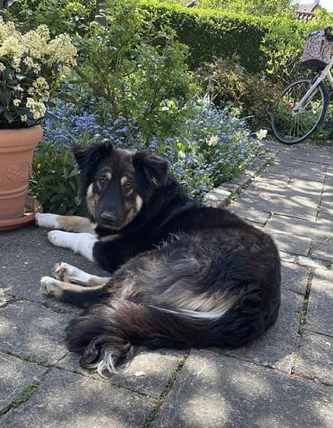 Nala - mit viel Lebensfreude und großem Herz