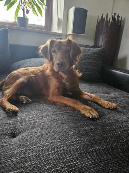 RHINO - Dringend ein Zuhause gesucht!