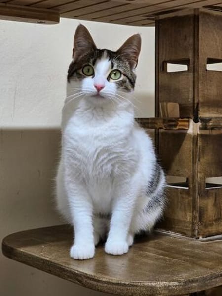 TAMMY - Einzelprinzessin sucht Zuhause mit Freigang!