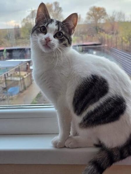 TAMMY - Einzelprinzessin sucht Zuhause mit Freigang!