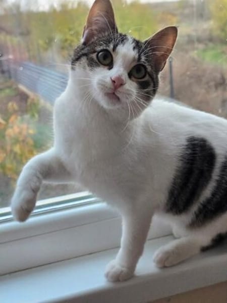 TAMMY - Einzelprinzessin sucht Zuhause mit Freigang!