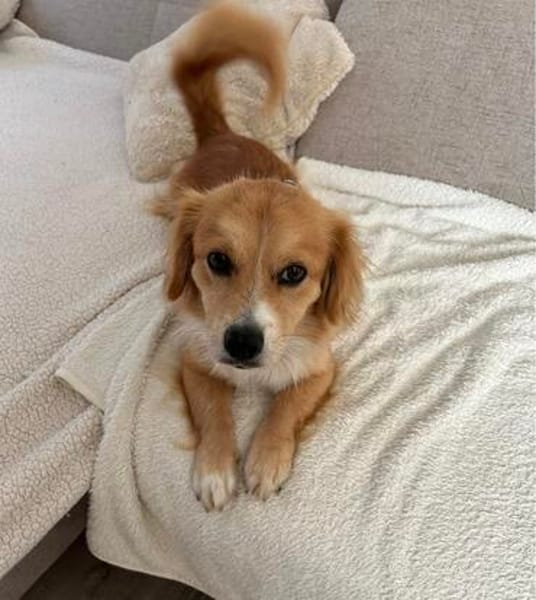 Boby sucht sein Für-immer-Zuhause 🐾