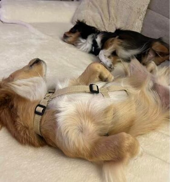 Boby sucht sein Für-immer-Zuhause 🐾