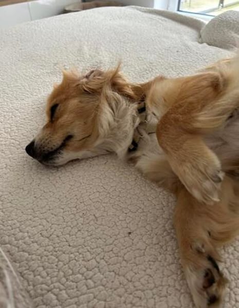 Boby sucht sein Für-immer-Zuhause 🐾