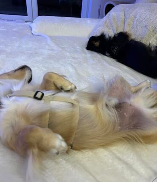 Boby sucht sein Für-immer-Zuhause 🐾