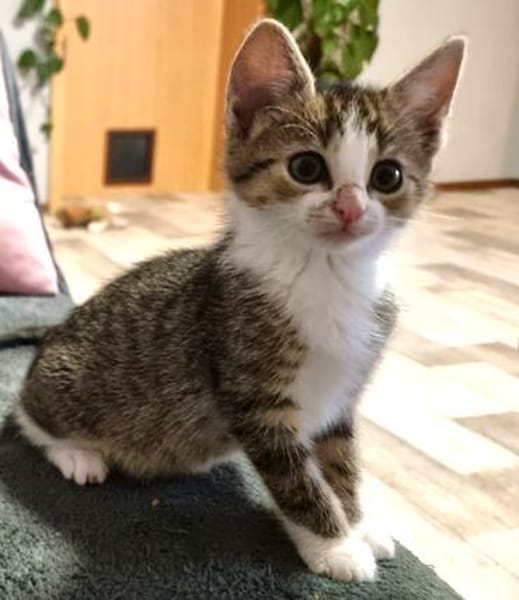 Katzenkind Feli