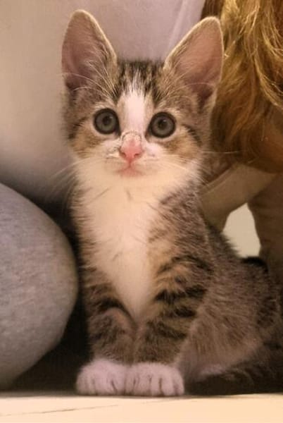 Katzenkind Feli