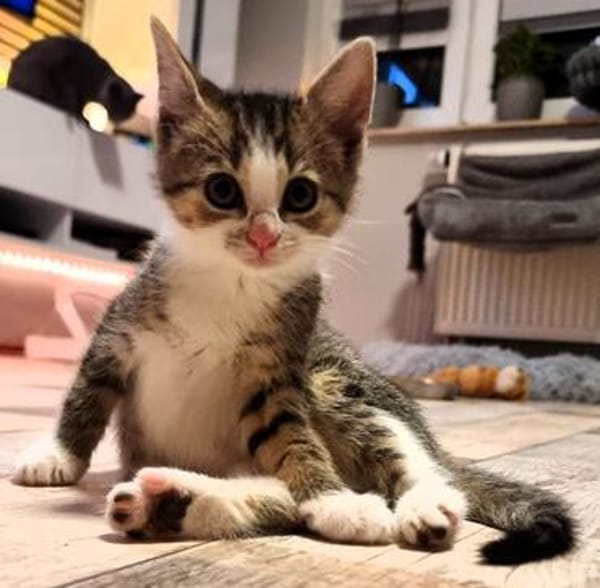 Katzenkind Feli